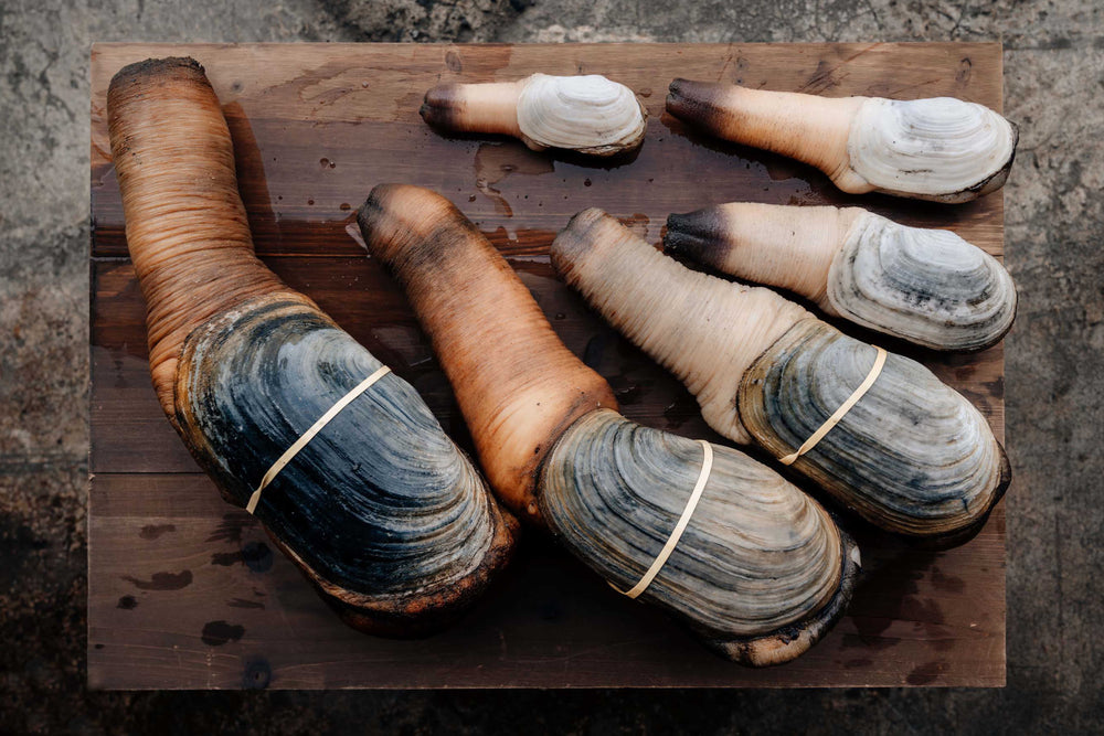 Live Wild Geoduck – Alaska Ice Seafood